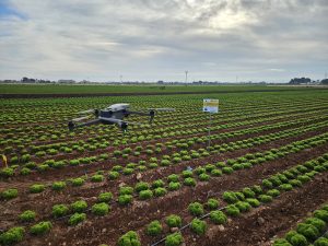 Ensayo Nitrosfera en Fruca con dronlow