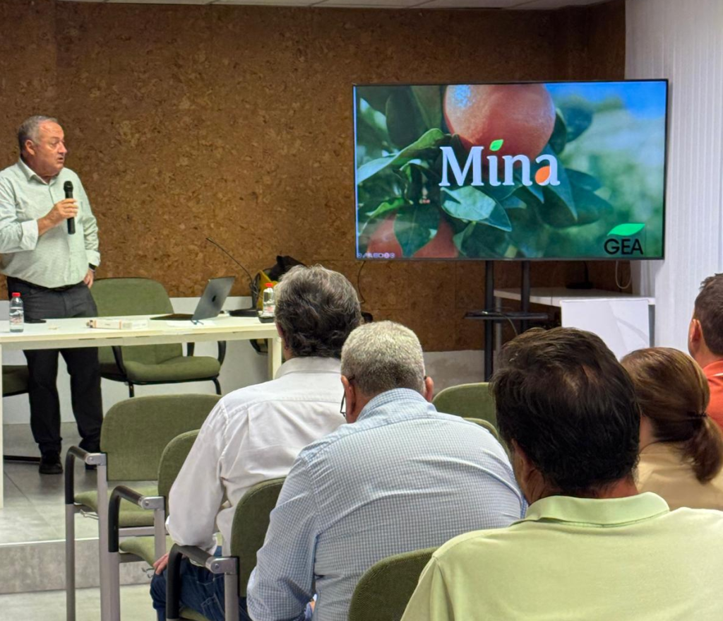 MINA nueva mandarina ailimpo