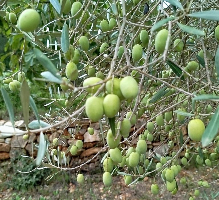 Oliven 15.10. - nach dem Regen (2)