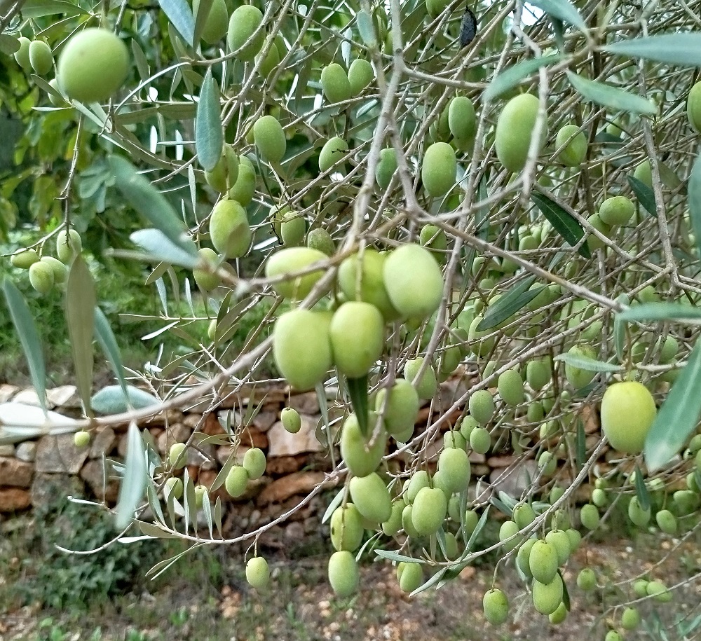 Oliven 15.10. - nach dem Regen (2)