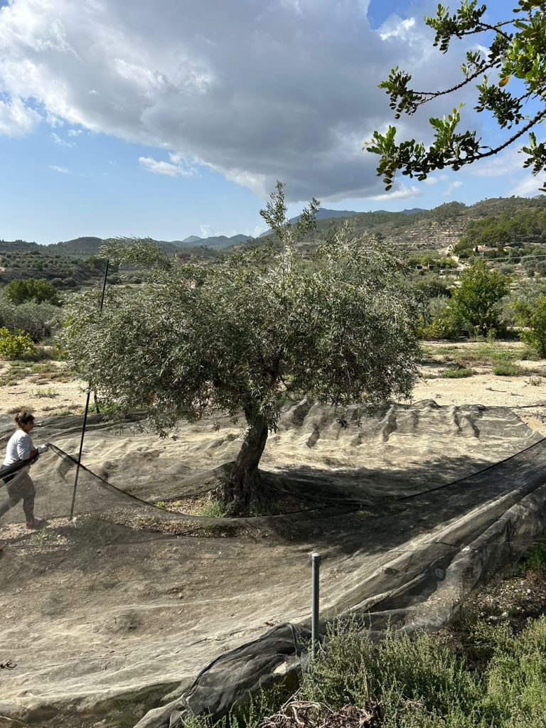 Recogida_del_olivar Asaja Alicante