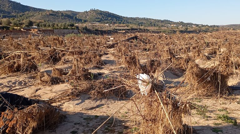 ava_asaja_dana_281025