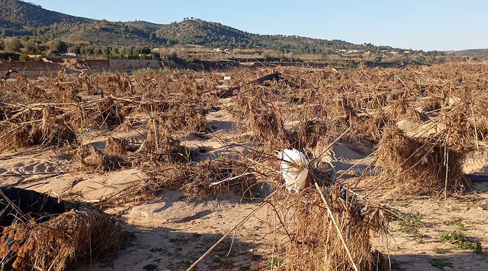 ava_asaja_dana_281025