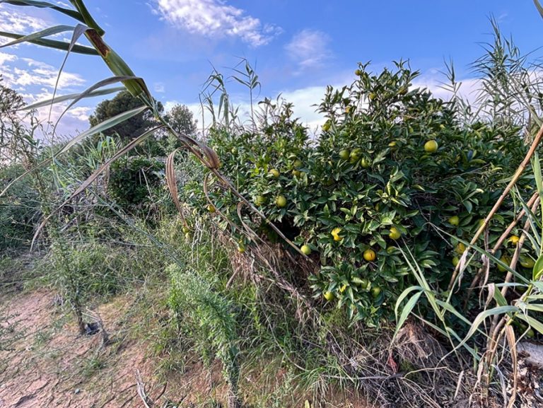 cítricos campo despues DANA ava asaja