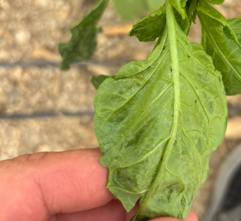 parvispinus_oct2025 - copia