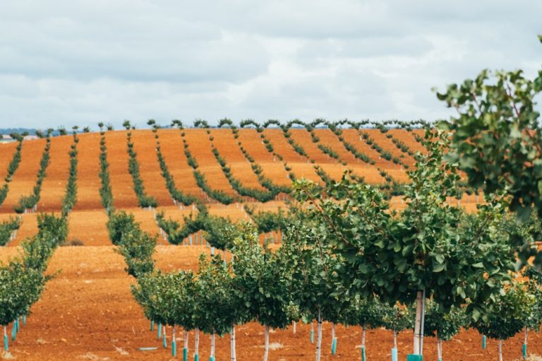 Pistachal de Víridi Horizons