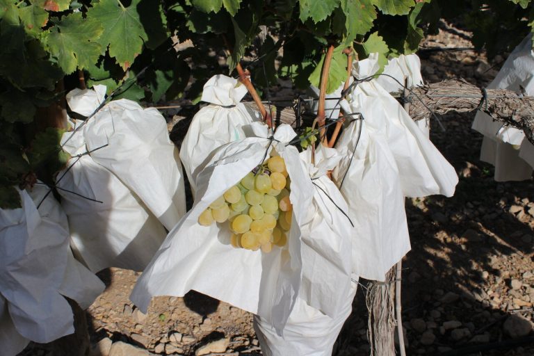 Uva embolsado La Unio