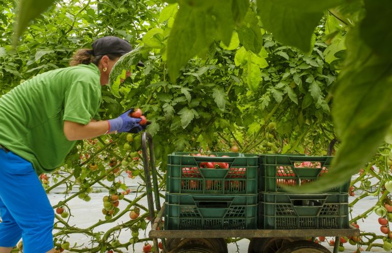 invernadero - Hortyfruta