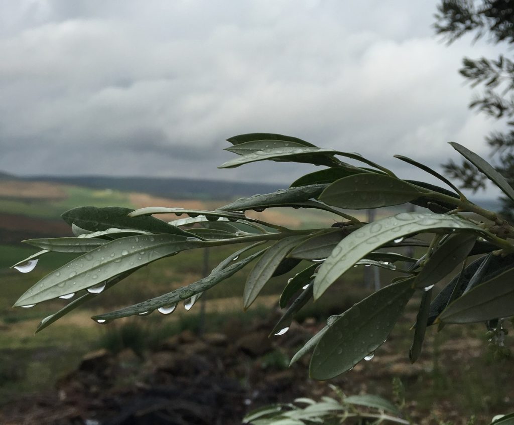 lluvia córdoba - Asaja