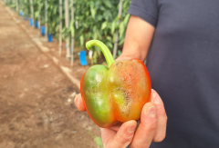 pimiento almeria parvispinus