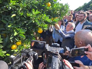 primer corte IGP Citricos 25