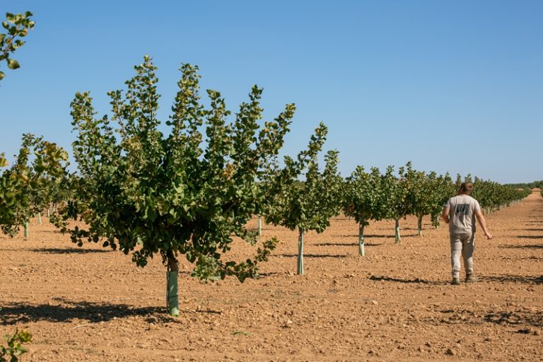 Campos de pistacho Víridi Horizons