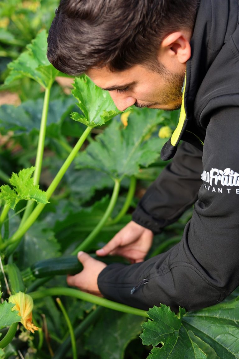 Eurofruits Levante. Imagen campo calabacín