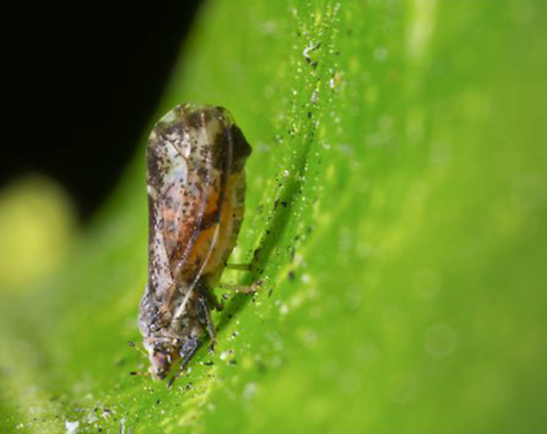 FOTO 2 Diaporina citri