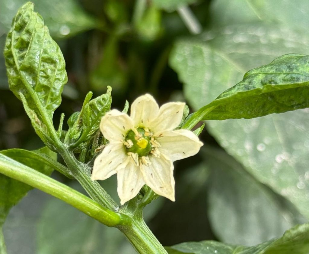 Thrips parvispinus_5