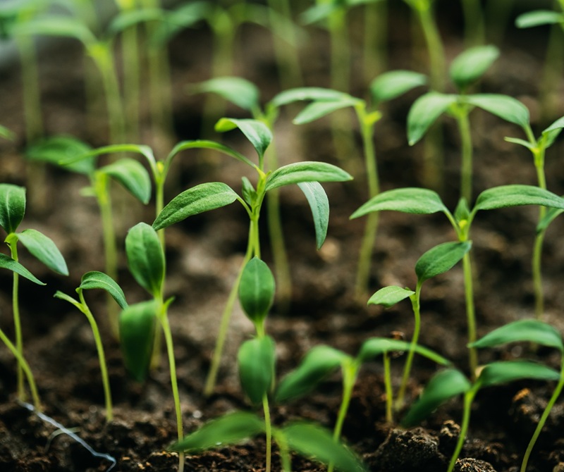 coag andalucia cultivo ecologico