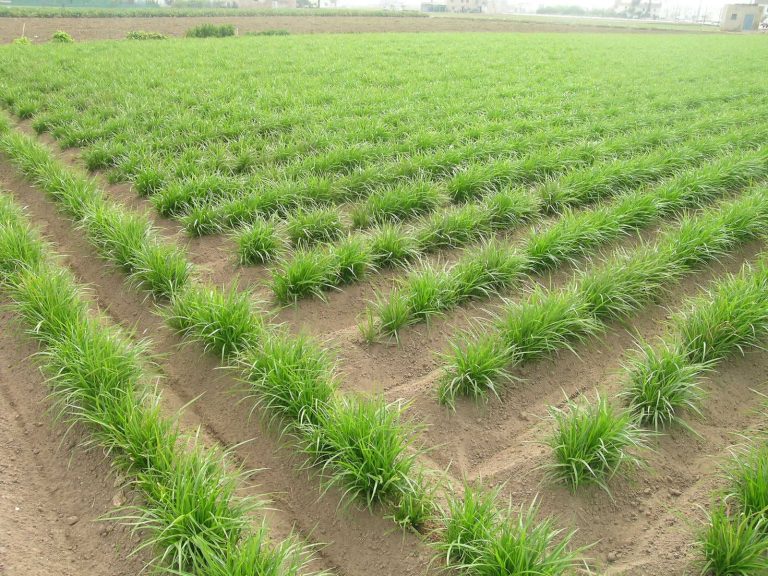 La Unio Camp de xufes l'Horta