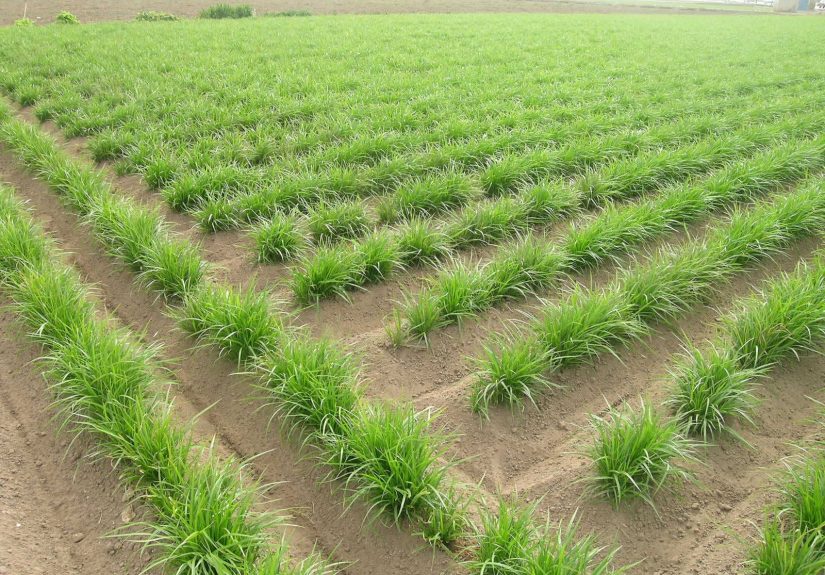 La Unio Camp de xufes l'Horta