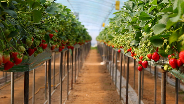 sanlucar fresas hidroponico