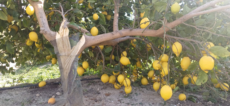 Asaja - rama_rota_por_viento_limón_Orihuela