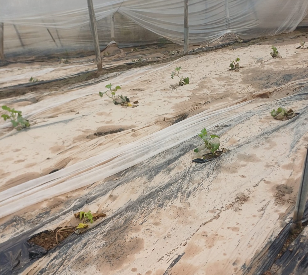 Coag - invernaderos_anegados_albufera_adra_5feb2026