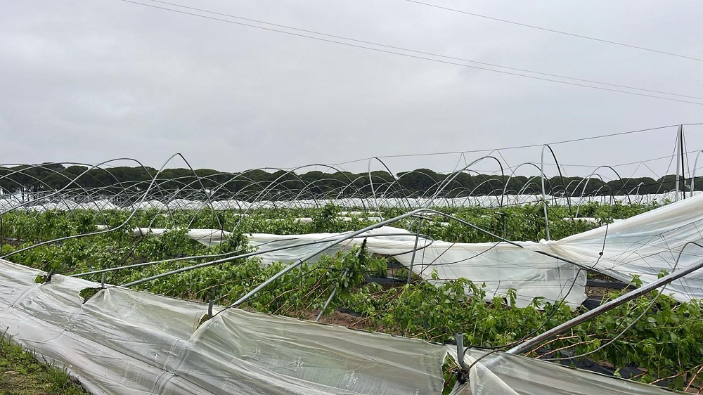 Freshuelva DAÑOS_04