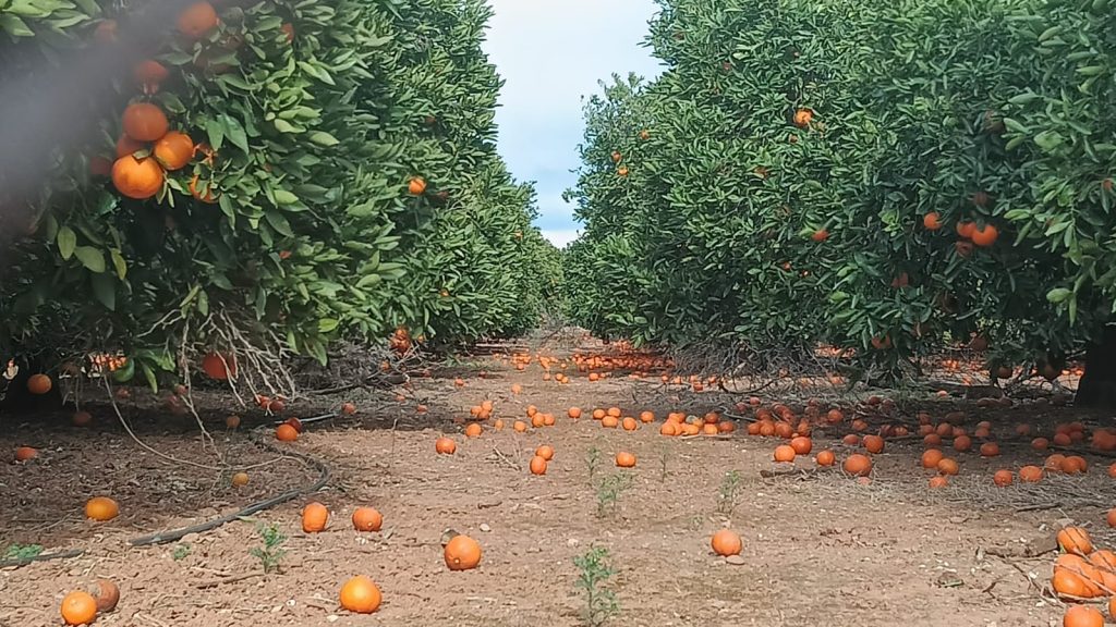 La Unio Taronges vent 1
