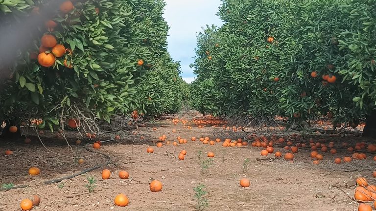La Unio Taronges vent 1