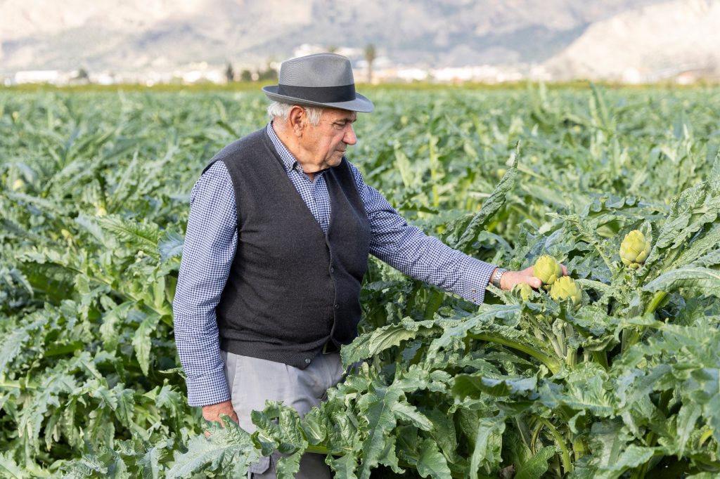 alcachofa vega baja Tano