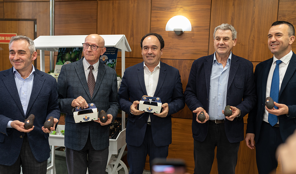 ava_aguacate_valenciano