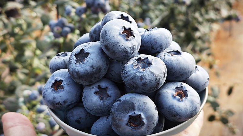 blue maldiva fruit morphology 5