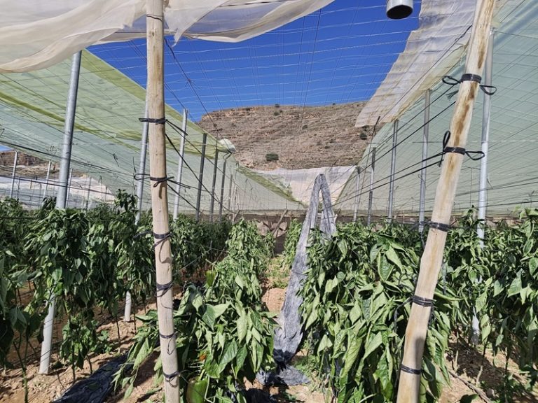 daños temporales_feb2026