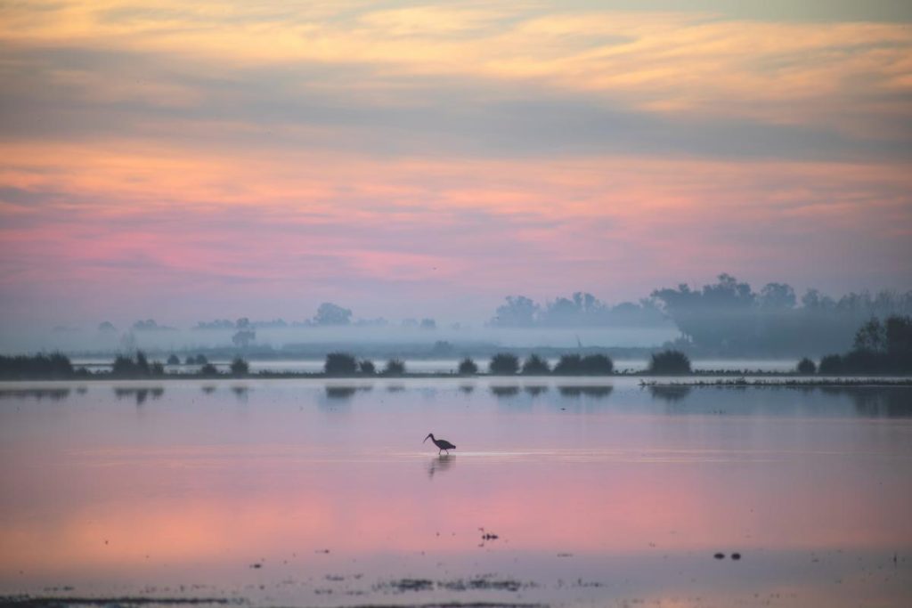 humedales donana