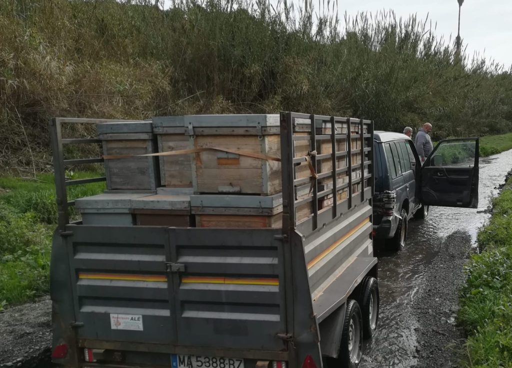 APICULTURA TRASHUMANCIA OK