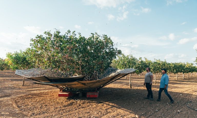 Recolección de pistachos en Castilla-La Mancha