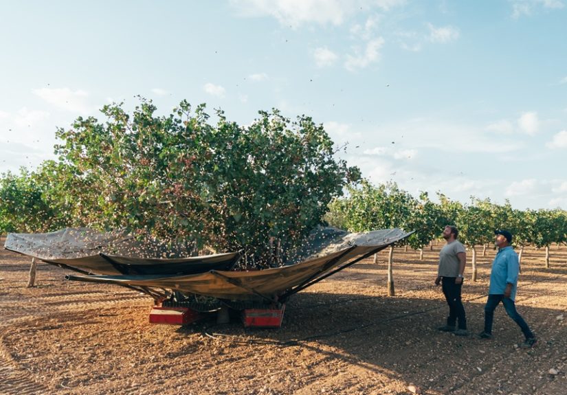 Recolección de pistachos en Castilla-La Mancha