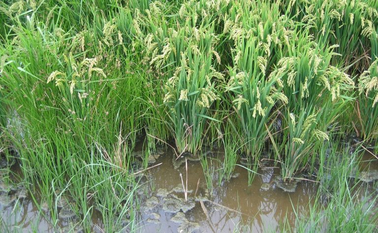 campo de arroz - coop.agro-alimentarias