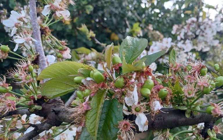cerezas-Asaja Alicante