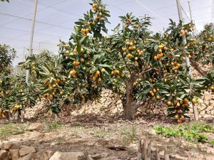 Níspero Asaja Alicante