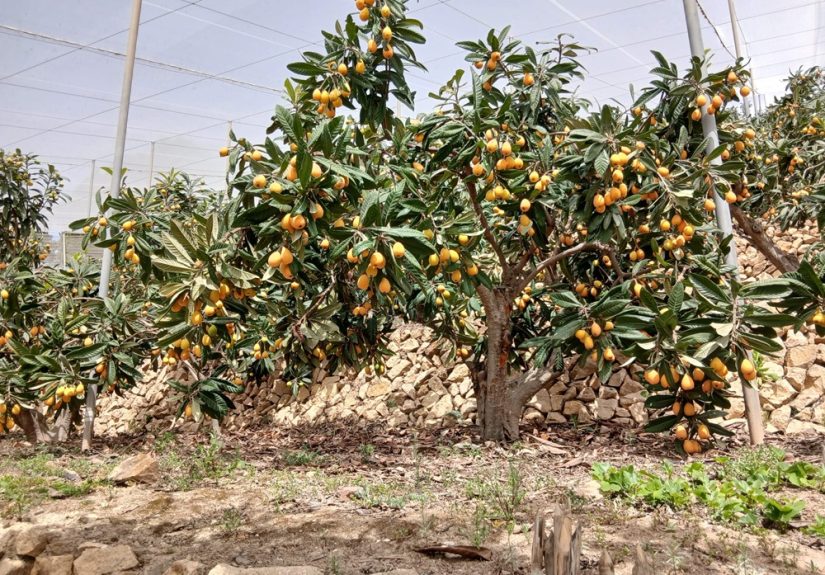 Níspero Asaja Alicante