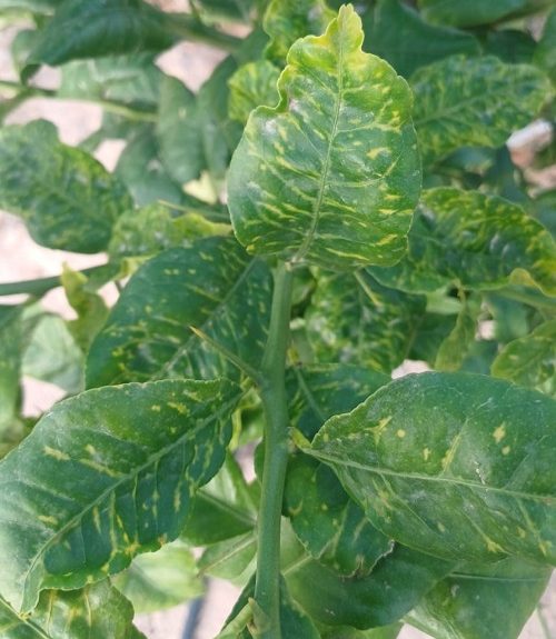 Virus_clorosis_en_explotación_agraria_de_Orihuela