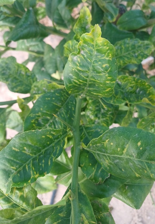 Virus_clorosis_en_explotación_agraria_de_Orihuela