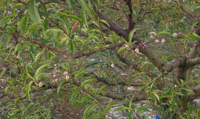 launio heladas marzo 26