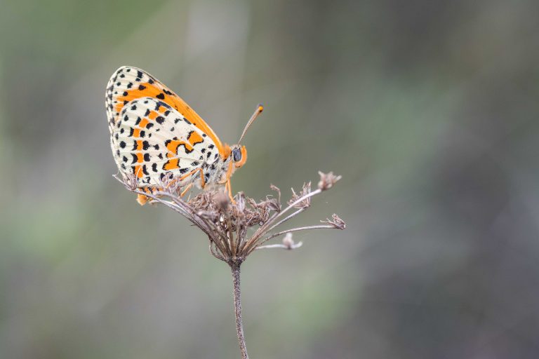 mariposa fund global nature