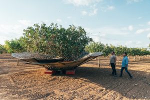 pistachos Víridi Horizons