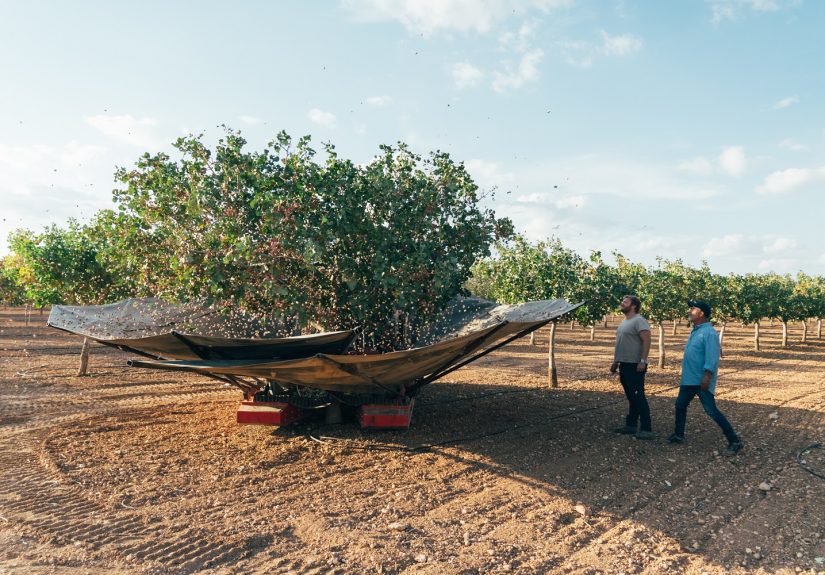 pistachos Víridi Horizons