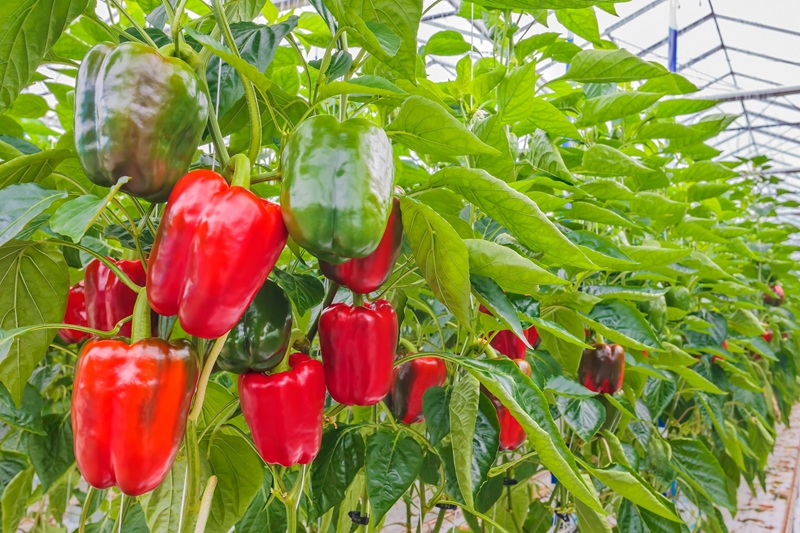 Pimientos