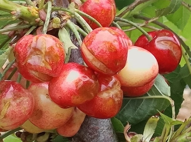 cerezas hagelschaden -agroseguro