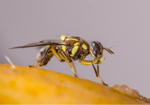 mosca oriental de la fruta - la unió