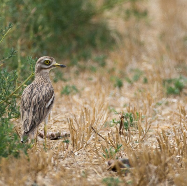 pájaro cftc